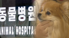 올릴 순 있어도 내릴 순 없는 동물진료비