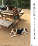 ‘우리집 개린이’ 놀기 좋은 반려견 놀이터 공원 4
