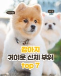엄청 귀여운 강아지 신체 부위 top 7
