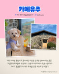 펫 프렌들리 카페 5