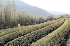 [경남 하동 ] 지리산 자락서 명인의 차 한잔