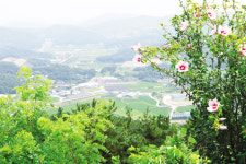 [충북 청주 청원연꽃마을]여름 끝자락서 망울 터지는청정 가을