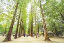 춘천 남이섬, 강바람과 숲그늘이 있는 섬나라