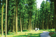 [제주 절물자연휴양림]숲과 해풍의 다정한 속삭임