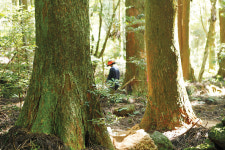 자연이 내뿜는 알싸한 숨결에 일상의 더께훌훌