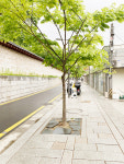 종로 한복판, 시간이 멈춰선 돌담뷰… 종묘 서쪽 담장일대 서순라길