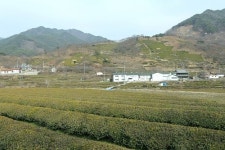 지리산에서 마시는 홍소술·김동곤 명인의 차