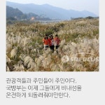 무참하게 짓밟힌 비내섬의 은빛 억새