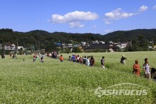 봉평에 자연과 문학이 어우러저 메밀꽃으로 활짝피다