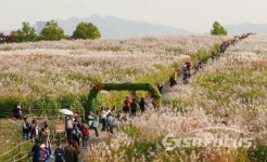 은빛 물결의 향연 하늘공원 억새