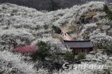 꽃 대궐 차린 동네... 봄꽃 축제 본격 시작