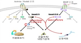 에스바이오메딕스, 세포치료제 기술 유럽 특허 등록