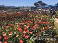 장미향 가득한 곡성 섬진강 기차마을