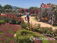 장미향 가득한 곡성 섬진강 기차마을