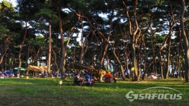 울창한 송림에 반하다 영동 송호관광지, 금강변 송림캠핑장
