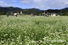 봉평 메밀꽃 축제, 가을맞이 가족 나들이로 성황