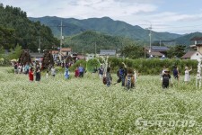 봉평 메밀꽃 축제, 가을맞이 가족 나들이로 성황