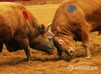 [포토] 주말을 달구는 세계 유일한 청도 소싸움 경기장