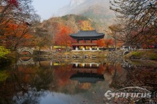 단풍의 정점,백양사 단풍