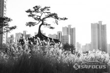 [포토] 김포 마산동 호수공원, 하얀 억새꽃의 아름다운 경치...