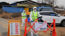 충주 구제역 확진 정부, 최고수준 방역 추진...설 목전 송구