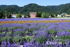 [포토] 고성 라벤더축제, 향기에 취하고 색감에 반하다