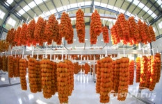 [포토] 임금님 진상품 함양곶감 본격출하... 내년 1월2일부터 축제도 열어