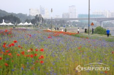 [포토] 덕소 삼패공원의 꽃과 자작나무가 어우러진 풍경