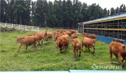 제주시, 제주 한우 고급화에 주력... 농가 소득·경쟁력 제고