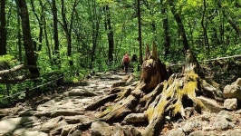 [포토] 천상의 화원 점봉산 곰배령
