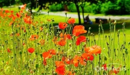 [포토] 자연이라는 도화지에 물감 들인 양귀비 꽃