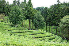 녹차의 고장 전남 보성