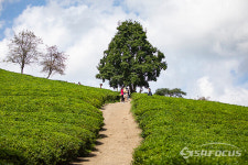 녹차의 고장 전남 보성