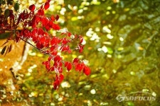 [포토] 청송 주산지에 가을색 짙어가는 아름다운 비경