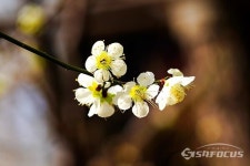 [포토] 하얀 매화꽃이  방끗방끗....아파트에 봄이 왔어요