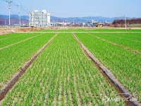 [포토] 푸릇푸릇한 의성 마늘밭