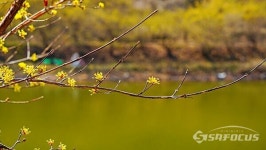 [포토] 봄 나들이 어디로 ... 황금빛 물든 산수유 마을