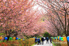 [포토] 화려한 겹벚꽃이 만발한 서산 문수사, 꽃나들이 명소로 각광
