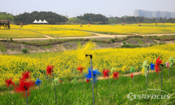[포토] 인천공항 하늘정원 유채꽃 들판 힐링 명소로 각광