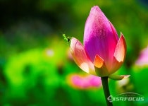 [포토] 홍련 꽃 봉우리에서 휴식 취하는 사마귀