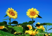 [포토] 강화 교동 난정해바라기마을 황금물결로 장관