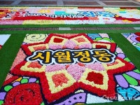 [포토] 인피오라타 꽃 카페트 꽃으로 피어나는 정동