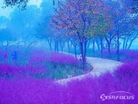 [포토] 자라섬 남도 꽃정원의  환상적인 새벽  풍경