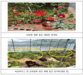 경북경찰청, 양귀비‧대마 밀경사범 59명 적발 