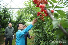 강진원 강진군수, 체리 수확 농가 방문...6,000㎡에서 500kg 수확 가능