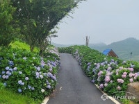 신안군, 섬 수국축제 끝났지만…여운 속에 섬 수국은 진행 중