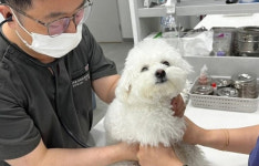 3일(오늘)부터 동물병원 진료비 현황 공개…최대 16배 차이