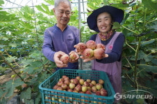 해남군,여왕의 과일…무화과 수확 한창