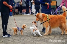 [포토] 서울 반려동물 한마당축제