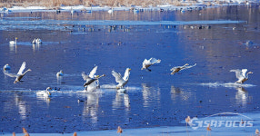 [포토] 겨울 손님 하얀 철새 큰고니…백조의 춤